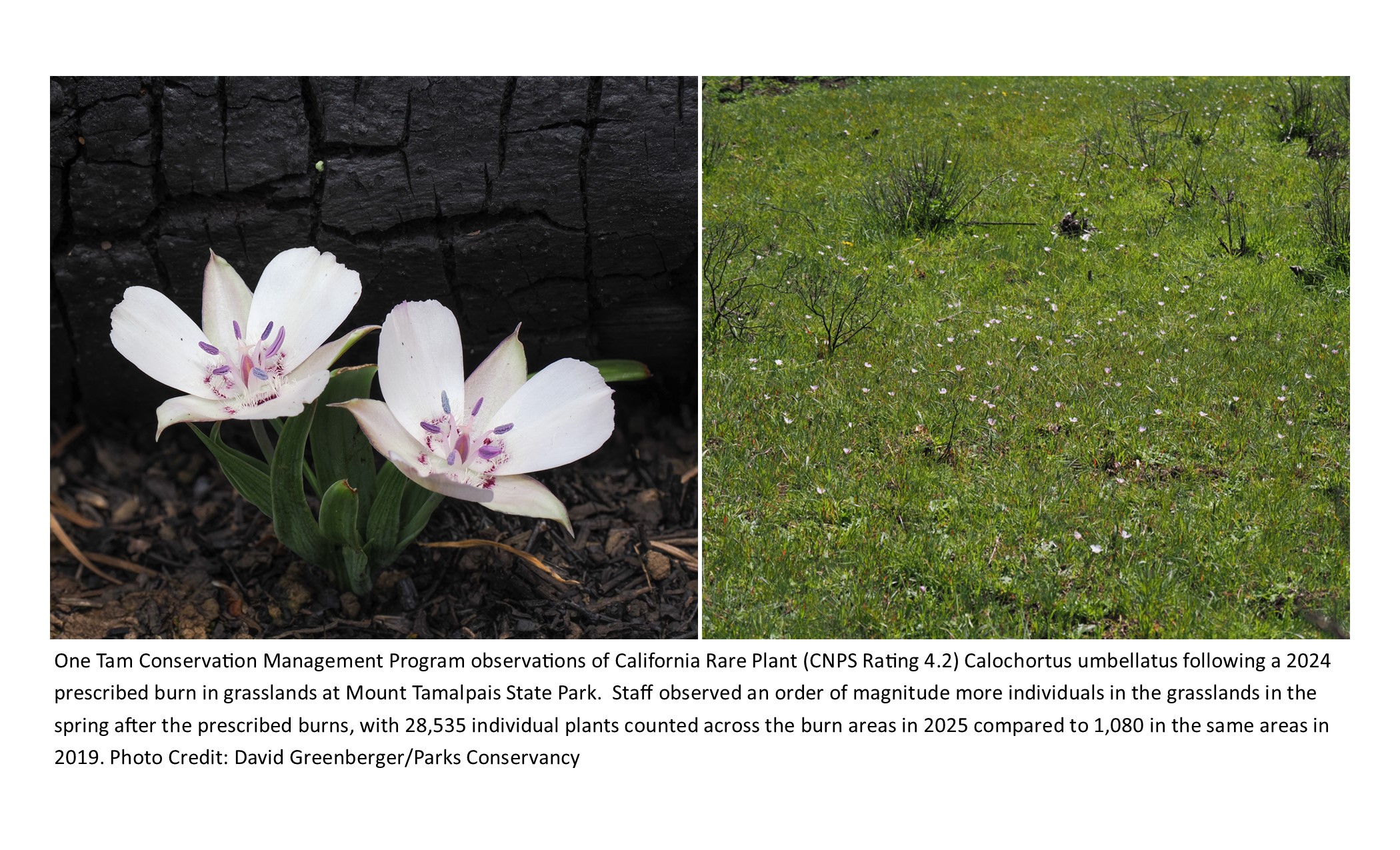 Rare Plants Flourish After 2024 Prescribed Burn